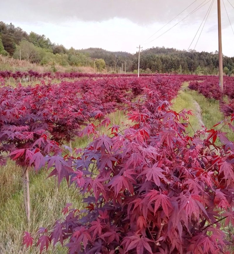 花卉苗木选购攻略：一网打尽批发知识