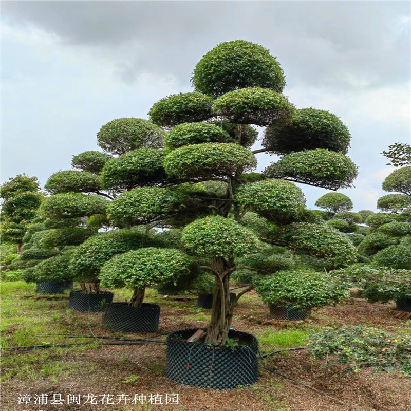 景观树种植