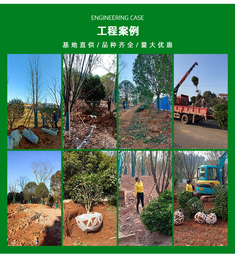景观树种植：打造美丽的城市绿肺