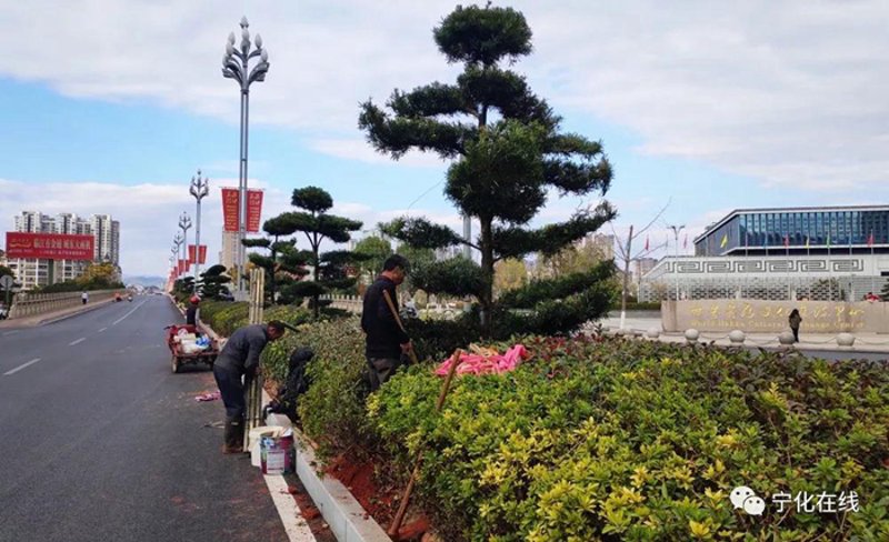 景观树种植：城市的绿肺与灵魂