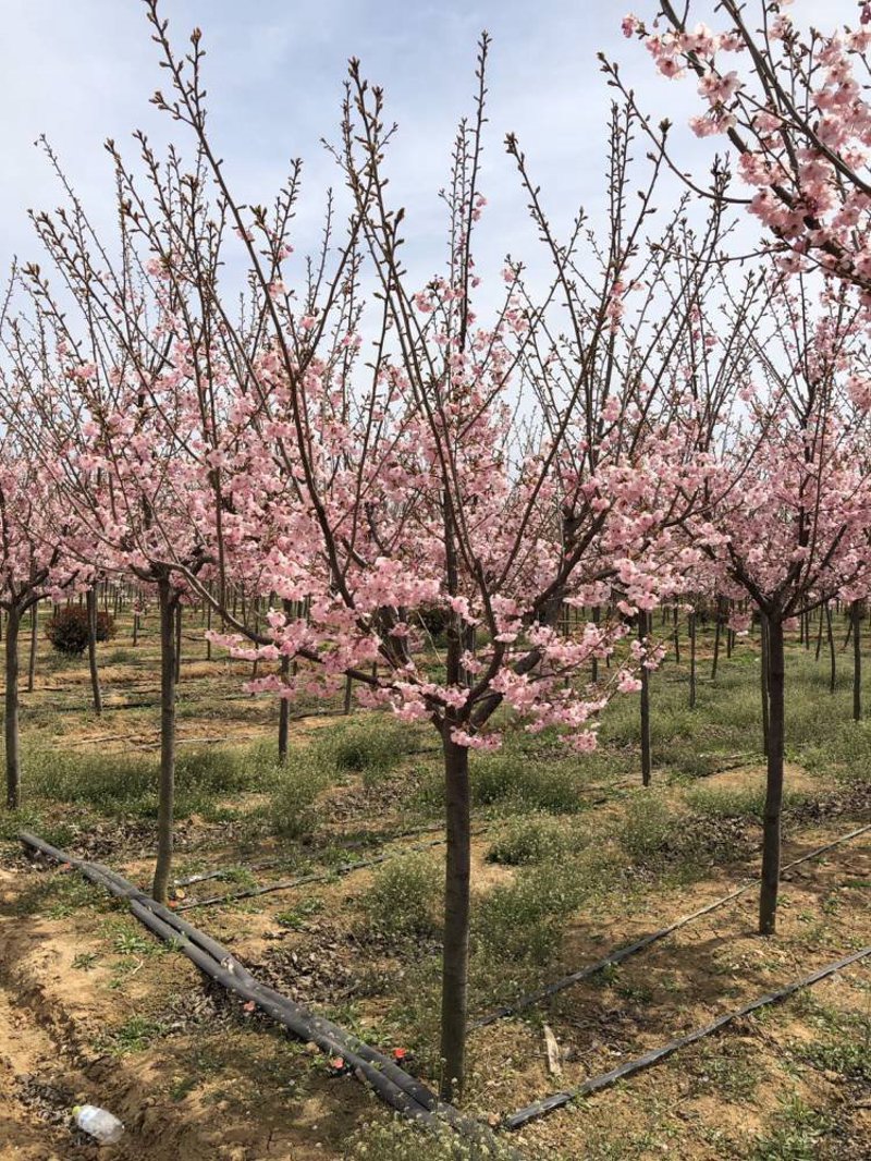 红枫苗木基地：自然之美与生态之重