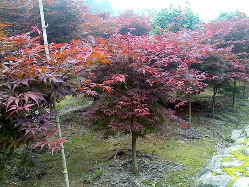 九江市的绿意生活：红枫园艺引领绿化新潮流